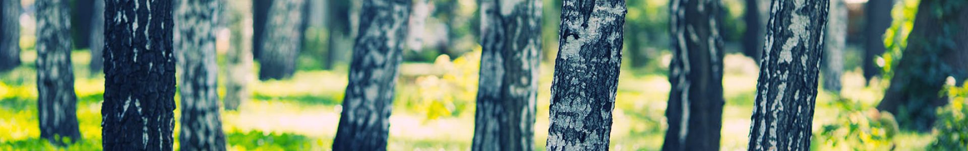 White birches forest White birches forest at summer day